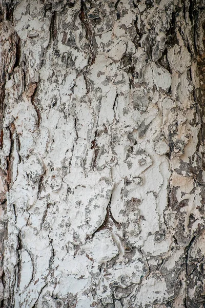 나무껍질 불규칙 나무의 껍질의 나무껍질의 질감을 줄인다 자연적 — 스톡 사진