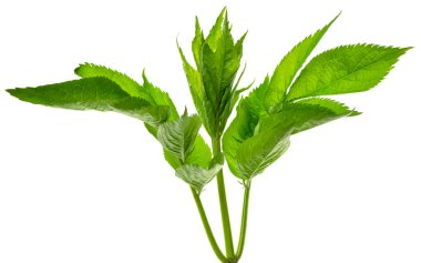 Yeşil yaprak beyaz arkaplanda izole edilmiş. Botanik tasarım elementi. Bahar yeşili. Dekorasyon için güzel bir yaprak. Yeşillik. Doğa.