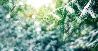 Kış ormanlarında kar yağışı. Karla kaplı köknar ağaçları ve kar yağışı ile güzel bir manzara. Mutlu Noeller ve fotokopi aletiyle mutlu yıllar. Kış masalı..