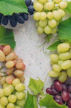 Yaprakları üstten görünen olgun yeşil üzümler. Üzüm arkaplanı ve tasarım için fotokopi alanı. Tarım ve şarap üretimi kavramı. Şarap için bir demet üzüm. Üst manzara, düz uzanma.