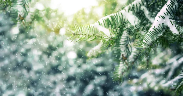 Kış ormanlarında kar yağışı. Karla kaplı köknar ağaçları ve kar yağışı ile güzel bir manzara. Mutlu Noeller ve fotokopi aletiyle mutlu yıllar. Kış masalı..