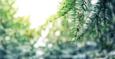 Noel kartı, karlı Noel ağacı, soğuk köknar ağacı dalları. Kış arkaplanı, karla kaplı kış köknar dalları, düşen kar altında kış ağaçları, yeni yıl ve Noel için boş alan