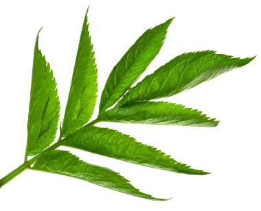 Yeşil yaprak beyaz arkaplanda izole edilmiş. Botanik tasarım elementi. Bahar yeşili. Dekorasyon için güzel bir yaprak. Yeşillik. Doğa.