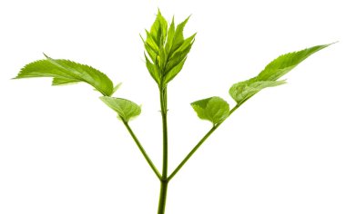 Yeşil yaprak beyaz arkaplanda izole edilmiş. Botanik tasarım elementi. Bahar yeşili. Dekorasyon için güzel bir yaprak. Yeşillik. Doğa.