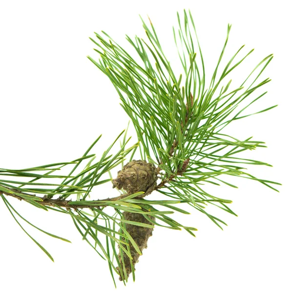 Cones Branch Isolated White Spruce Branch Cones White Young Pine — Stock Fotó