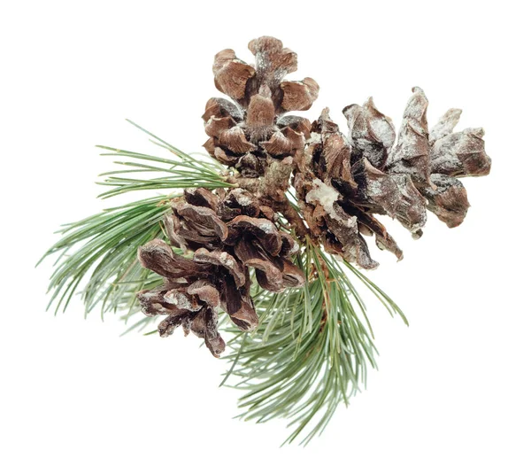 Christmas Tree Branches Christmas Composition Fir Tree Branch Pine Cone — Stock Photo, Image