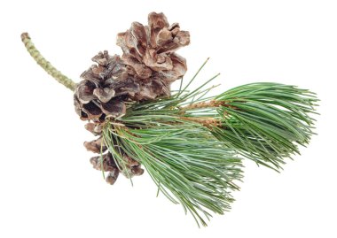 Noel ağacı dalları. Noel kompozisyonu köknar ağacı dalı ve çam kozalağı tasarım için izole edilmiş. Paket kağıdında, tebrik kartlarında kullanılabilir