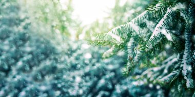 Noel kartı, karlı Noel ağacı, soğuk köknar ağacı dalları. Kış arkaplanı, karla kaplı kış köknar dalları, düşen kar altında kış ağaçları, yeni yıl ve Noel için boş alan