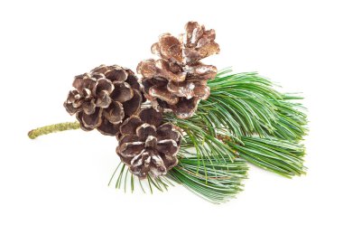 Noel kış köknar dalları, çam kozalağı. Beyaz arka planda izole edilmiş kış buketi. Botanik yeşillik dekoru. Kozalaklı çam dalı.