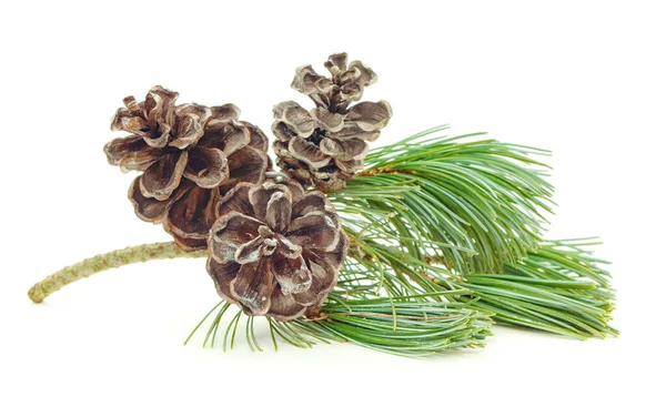 Cone Fir Twig Isolated White Object Winter Design Pine Cone — Stock Photo, Image