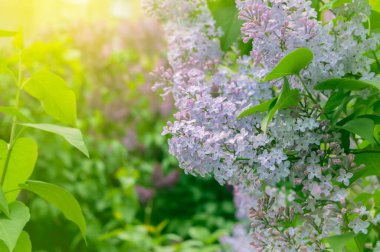 Leylak güneşte çiçek açar. Bahar çiçekleri. Bahar mevsiminde doğanın güzelliği. İlkbaharda çiçek açan leylak dalları ve kopyalama alanı olan yumuşak bir pankart. Bahar doğası arka planı.