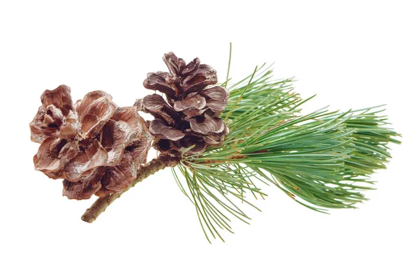 Christmas Winter Fir Branches Pine Cone Winter Bouquet Isolated White Stock Picture