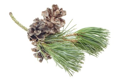 Köknar dallı koni beyaza izole edilmiş. Kış tasarımı için bir nesne. Ladin dallı çam kozalağı. Kozalaklı kış bitkisi. Noel