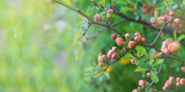 Chaenomeles japonica fundalığının narin kırmızı çiçeklerini kapatın. Taze çiçek açan bir dala sahip bahar doğası. Kırmızı ayva çiçekleri ve yeşil yapraklar, kopyalama alanı. Bahar çiçekleri arka planı.