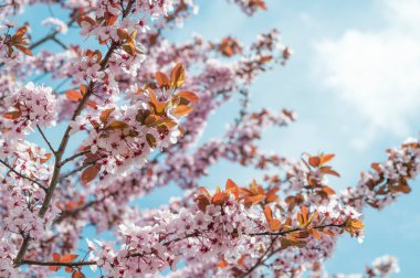 Bir bahar günü çiçeklerle dolu bir arka plan. Çiçek açan sakura çiçekleri. İlkbaharda kiraz çiçeği. Bahar ağacı, pembe çiçekli çiçekler, arka plan. Tatil için kartpostal. Bahar konsepti.