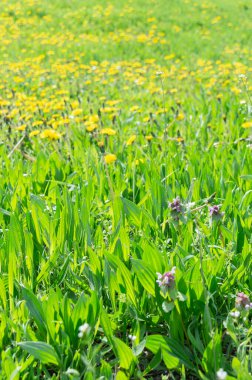 Yeşil çimlerde karahindiba, bahar. Çimenlerdeki karahindibaların doğal arka planı. Yeşil doğa geçmişi. Güneşli bir günde karahindiba dolu çayır. Baharda karahindiba. Çiçekli karahindibalar