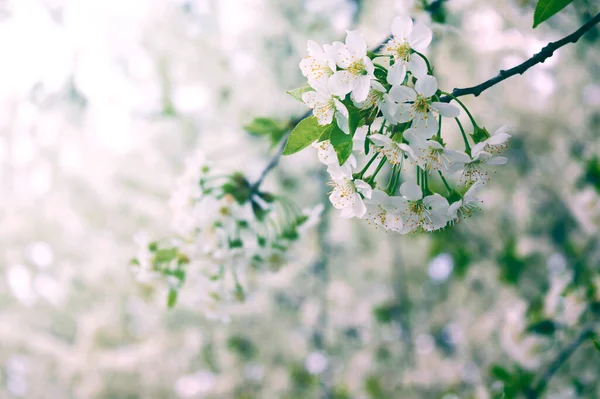 Hermoso Fondo Naturaleza Floral Primavera Ramas Cerezo Floreciente Con Enfoque — Foto de Stock