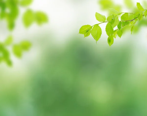 Fresh Green Leaves Green Bokeh Nature Abstract Blur Background Green — Stock Photo, Image
