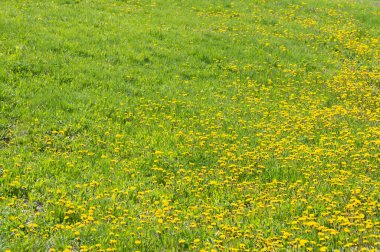 Yeşil çimlerde açan yakın plan sarı karahindibalar. Yatay bahar arka planı ve taze sarı karahindiba çiçekleri. Uzayı kopyala Yeşil güneşli bahçede yaz çayırı.