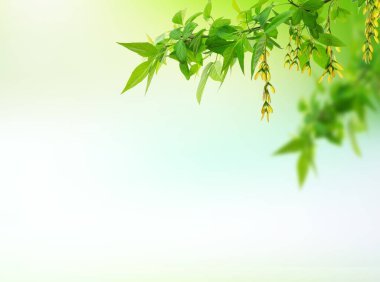 Taze ve yeşil yapraklar yeşil bokeh doğada soyut bulanık arka plan yeşil bokeh ağaçtan. Gösterim için hazırlan. Sosyal medya, bahar ve yaz reklamları için ürün, bayrak veya başlık montajı.