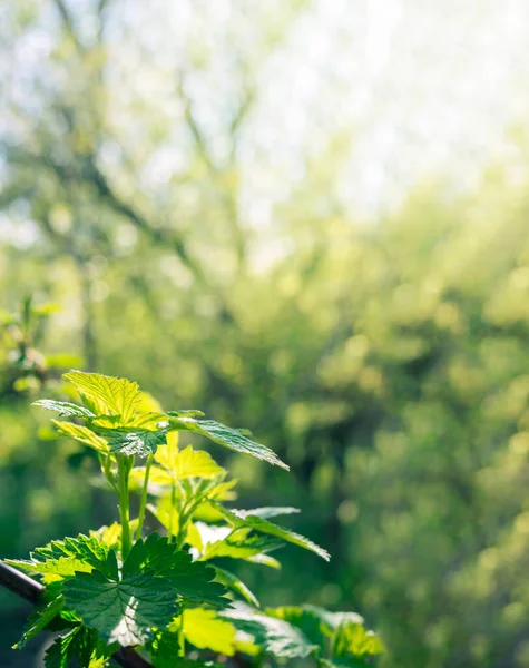 Spring Background Young Raspberry Leaves Bush Garden Awakening Nature Growing — Stock Photo, Image