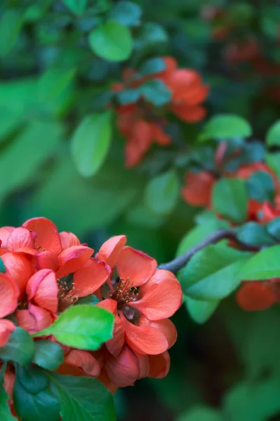 Close Delicate Red Flowers Chaenomeles Japonica Shrub Spring Nature Background — Stock Photo, Image