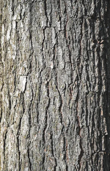 Texture Fond Écorce Arbre Écorce Arbre Qui Trace Des Fissures — Photo