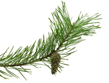 Cones on a branch isolated on white. Spruce branch with cones on white. Young pine cone on a green tree branch. Coniferous evergreen bumps with fruits. Winter festive decor. Medicinal tree.