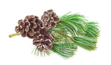 Noel kış köknar dalları, çam kozalağı. Beyaz arka planda izole edilmiş kış buketi. Botanik yeşillik dekoru. Kozalaklı çam dalı.