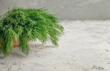 Taze bitkiler ve mutfak aletleri. İlhamın için baharat ve otlar. Dill, maydanoz, sarımsak, kişniş. Yemek pişirme arka planında mesaj için boş yer var. Üst görünüm. 