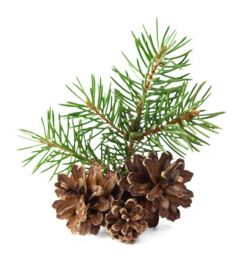 Kozalaklı fidan. Noel süsü. Orman. Bitkibilimci. Çam kozalaklı çam dalları. Ladin yaprakları ve koniler. Beyaz izole arkaplanda fidan ağacı.