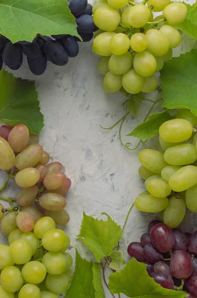 Kaliteli beton arka planda çeşitli sulu üzümler. Üzümlerden yapılmış çerçeve. Metin veya menü için boşluk kopyala. Üzüm meyveleri yazılı. Hafif arkaplanda yaprakları olan üzüm demetleri