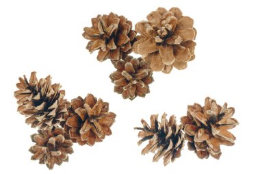 İzole edilmiş çam kozalakları. Davetiye, tebrik kartı, pankart için. Orman konsepti Noel kartı, yeni yıl kozalaklı ağaç dekoratif tasarımı..