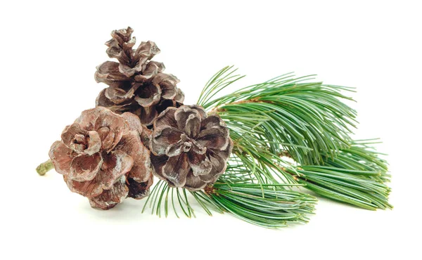 Christmas Tree Branches Christmas Composition Fir Tree Branch Pine Cone — Stock Photo, Image