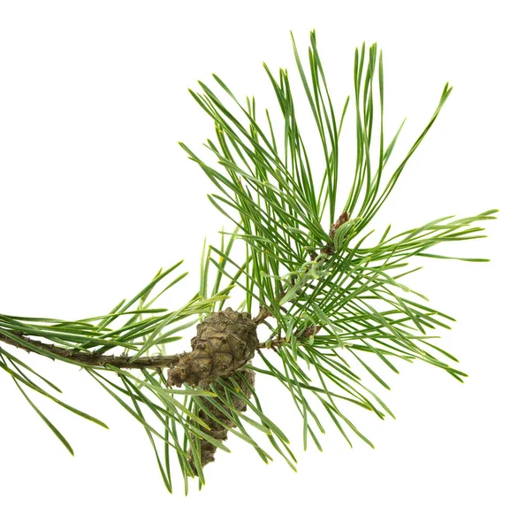 Botanical Spruce Decor Pine Branch Cones Isolated White Natural Festive — Stock Photo, Image