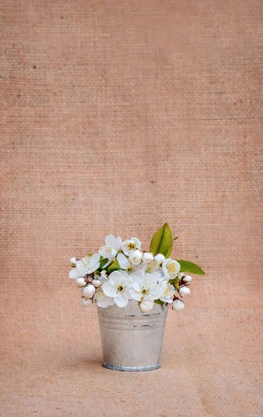 Гілка Вишневого Цвіту Цвіте Вишневе Дерево Навесні Красиві Весняні Квіти — стокове фото
