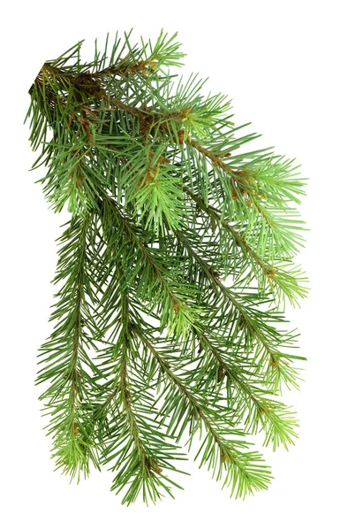 소나무는 배경에 고립되어 부케를 가지들은 바탕에 식물의 초목으로 크리스마스 받으세요 — 스톡 사진
