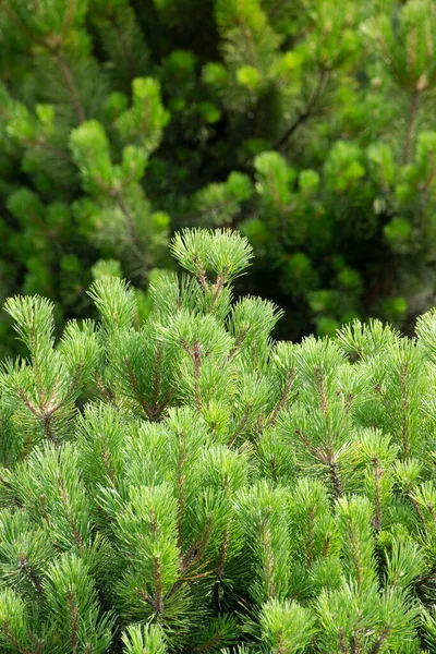 Fresh Sprouts Pine Pine Branch Coniferous Forest Original Texture Natural — Stock Photo, Image