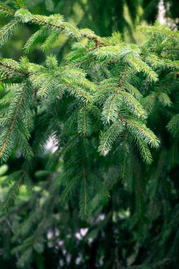Yaz ormanı manzarası güneşli havada - orman ağaçları, yumuşak güneş ışığı. Çam ağaçlarının yeşil dalları. Bir tutam köknar. Bahar başında köknar dalı. Genç yeşil dallar.