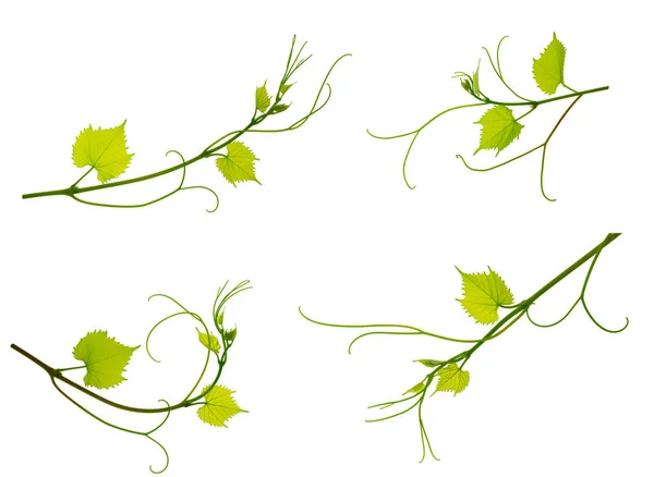 Набір Виноградників Зеленим Листям Білому Тлі Лоза Гілочка Природний Декор — стокове фото