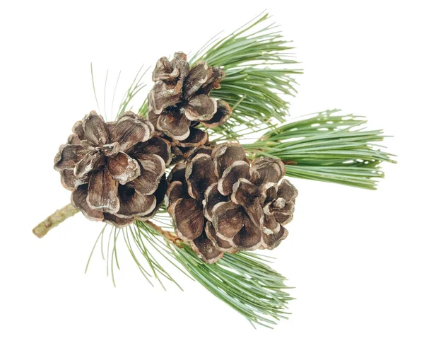 Spruce Branch Fir Cones Christmas Design Element Invitations Greeting Cards — ストック写真