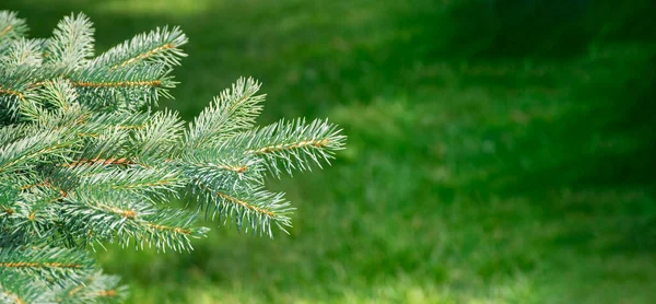 Sommerliche Waldlandschaft Bei Sonnigem Wetter Waldbäume Weiches Sonnenlicht Grüne Äste — Stockfoto