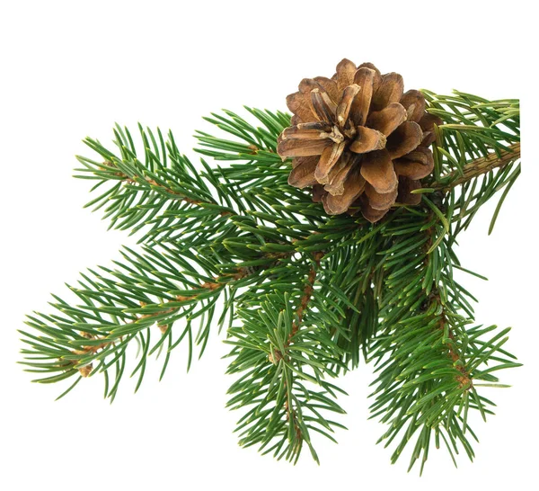 Pine Cone Twig Needles Christmas Celebration Concept Decorative Botanical Decor — Stock Fotó