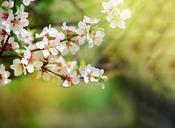 Una Rama Flores Cerezo Cerezo Floreciente Primavera Hermosas Flores Primavera — Foto de Stock