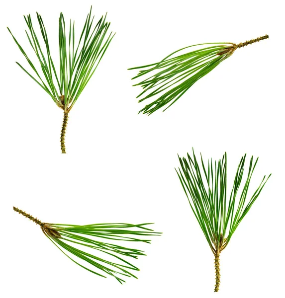 Set Isolated Pine Branches Decoration Floral Decoration Medicinal Resinous Branches — Photo