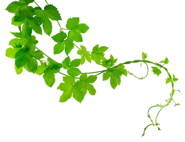 Grüne Hopfenzweige Mit Blättern Schön Gebogen Schönheit Der Natur Zutat — Stockfoto