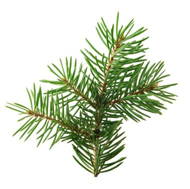 cute twigs fir-tree with cones isolated. Close-up. New Year's decor. Decoration of holiday cards, banners, invitations. Pine with cones. Festive composition.
