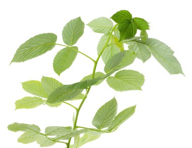 Ahududu dalı beyaz zemin üzerinde yeşil yapraklar gelişen dallar vurur. Yeşil taze yapraklı ahududu kökü. Doğal ürün. İlaç bitkileri. meyve bahçesi.