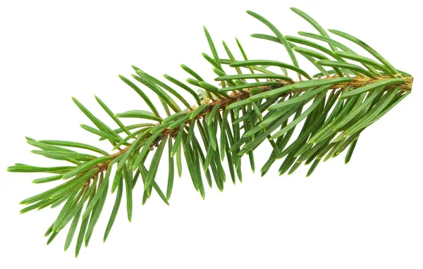 Pine Branch Tree Isolated White Background Element Bouquets Branches Greenery — Stock Photo, Image
