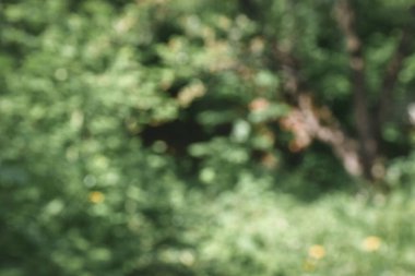 Bulanık doğal yeşil arka plan. Yaz bahçesi. Ormanda yürü. Dinlenme ve turizm. Eko arka plan. Sağlıklı yaşam tarzı ve doğaya saygı kavramı..